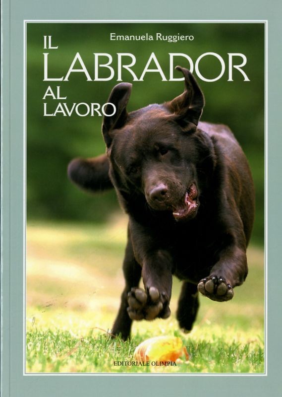 LABRADOR AL LAVORO (IL)