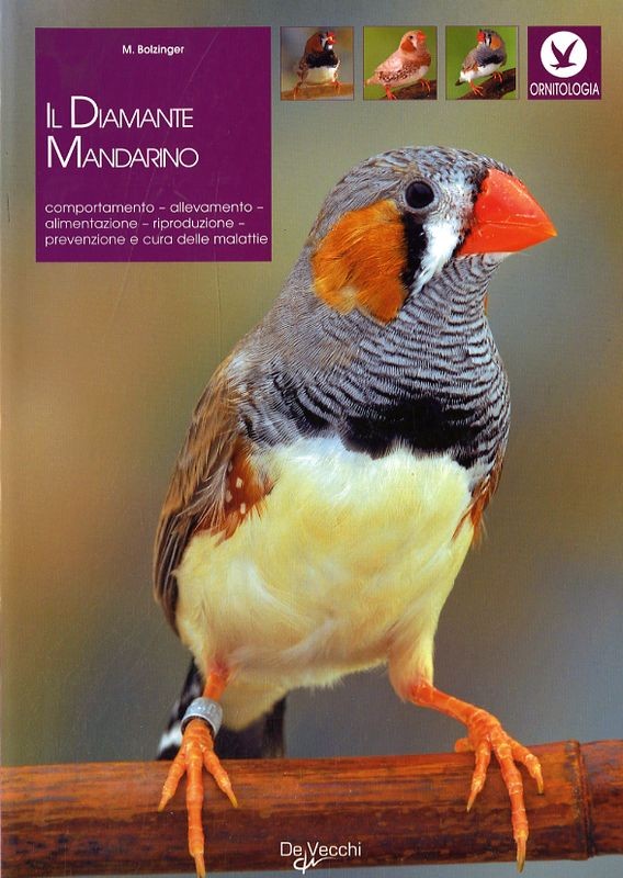 DIAMANTE MANDARINO (IL)