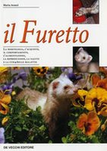 FURETTO (IL)