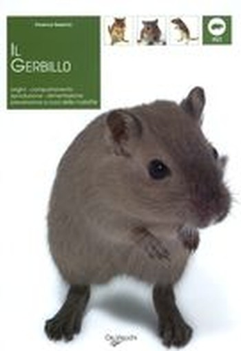 GERBILLO (IL)