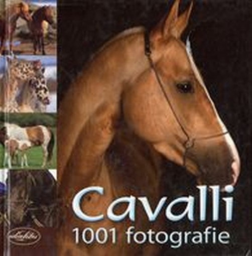 CAVALLI