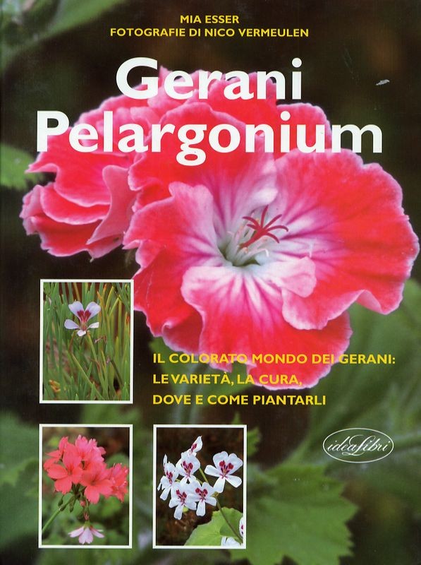 GERANI PELARGONIUM