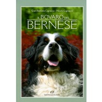 BOVARO DEL BERNESE (IL)