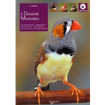DIAMANTE MANDARINO (IL)