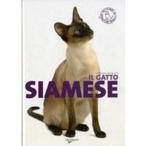 GATTO SIAMESE (IL)
