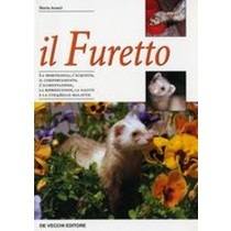 FURETTO (IL)