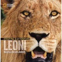 INCONTRI RAVVICINATI LEONI