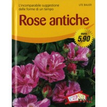ROSE ANTICHE